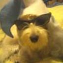 Lucho fox