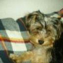 Dogui