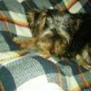 Dogui