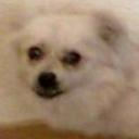 Tilly