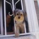 Dogui
