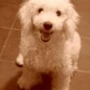 Cody