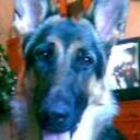 Kora