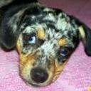 Homero