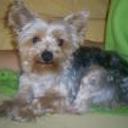 Estrellita
