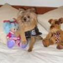 Rufo