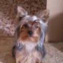 Yaco
