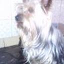 Atilio