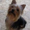 Yaco