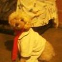Cacho