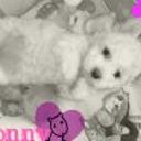 Honny
