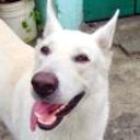 Rocko