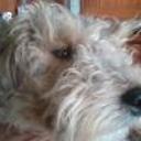 Pipi