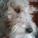 Pipi