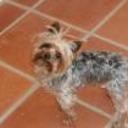 Lutic
