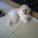 Cookie
