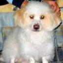 Estrella