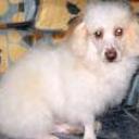 Estrella