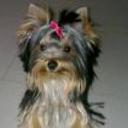 Toya
