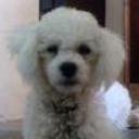 Tobbi