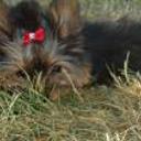 Betty