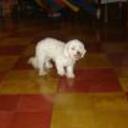 Princesa