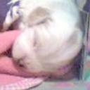 Milito