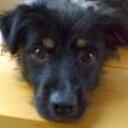 Rufo
