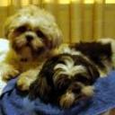 Maya y odin