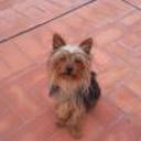 Yaco