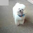 Toby