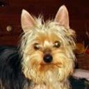 Schumy
