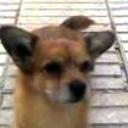 Chico