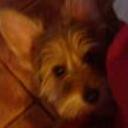 Rocke