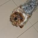 Pipo