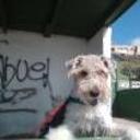 Pipi