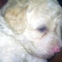 Bogart