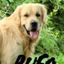 Rufo