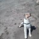 Pipi