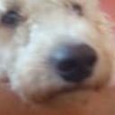 Pinino
