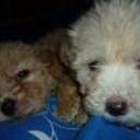 Bruno y su hermana bruna