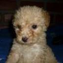 Bruno