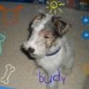 Budy