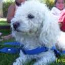 Copito