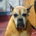 Tayson