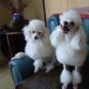 Popin y benja