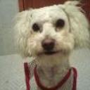 Toby