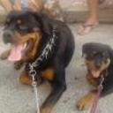 Aquira y rocky