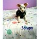 Scrapy