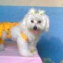 Princesa